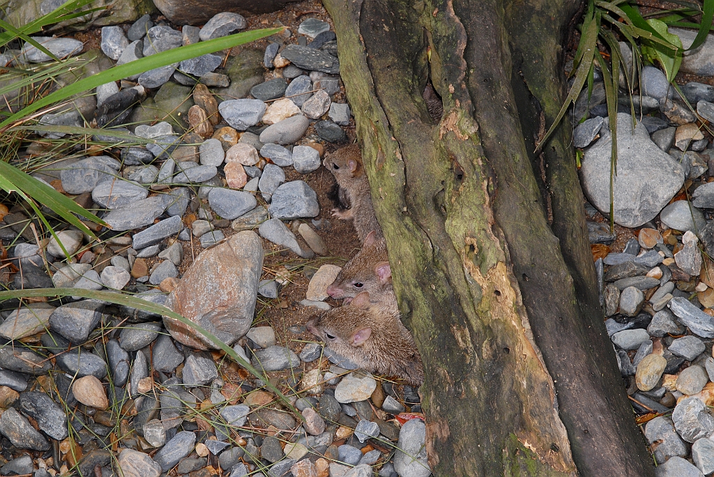 0783 Wildlife Habitat Port Douglas.jpg